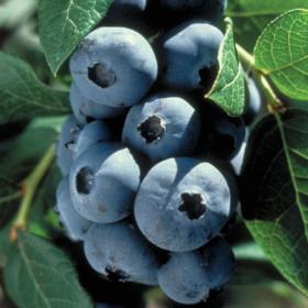 Earliblue Blueberry